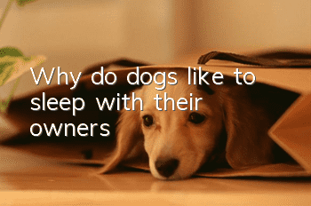 Why do dogs like to sleep with their owners?