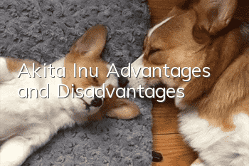 Akita Inu Advantages and Disadvantages