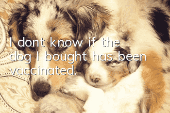 I don’t know if the dog I bought has been vaccinated.