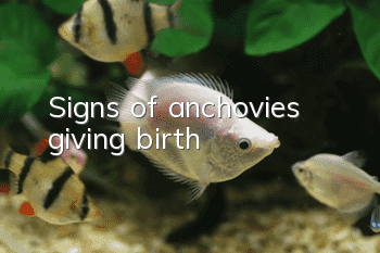 Signs of anchovies giving birth