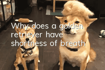 Why does a golden retriever have shortness of breath?