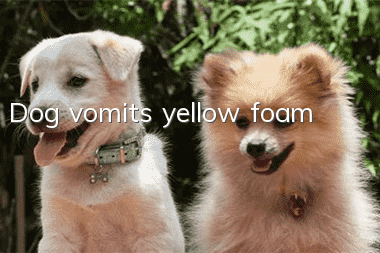 Dog vomits yellow foam