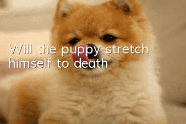Will the puppy stretch himself to death?
