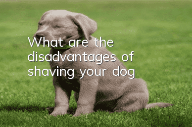 What are the disadvantages of shaving your dog?