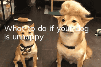What to do if your dog is unhappy