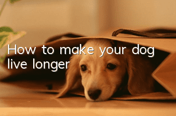 How to make your dog live longer