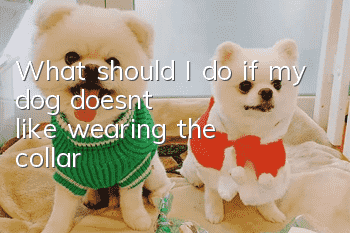 What should I do if my dog doesn’t like wearing the collar?