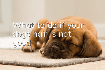 What to do if your dog’s hair is not good