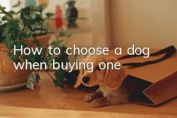How to choose a dog when buying one