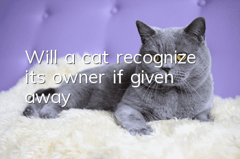 Will a cat recognize its owner if given away?
