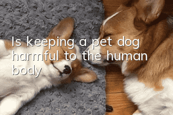 Is keeping a pet dog harmful to the human body?