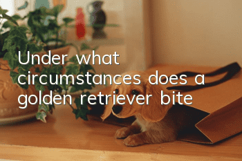 Under what circumstances does a golden retriever bite?