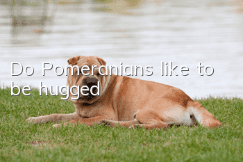 Do Pomeranians like to be hugged?