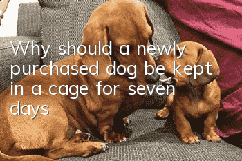 Why should a newly purchased dog be kept in a cage for seven days?