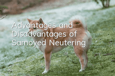 Advantages and Disadvantages of Samoyed Neutering