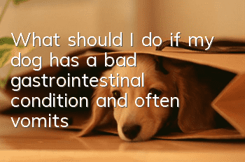 What should I do if my dog has a bad gastrointestinal condition and often vomits?