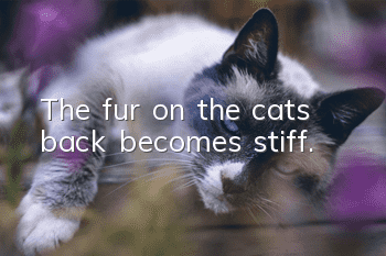 The fur on the cat’s back becomes stiff.