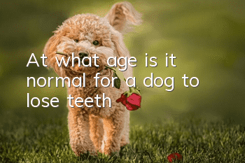 At what age is it normal for a dog to lose teeth?