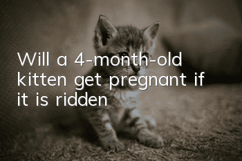 Will a 4-month-old kitten get pregnant if it is ridden?