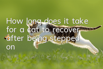 How long does it take for a cat to recover after being stepped on?