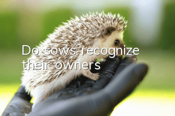 Do sows recognize their owners?