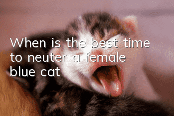 When is the best time to neuter a female blue cat?