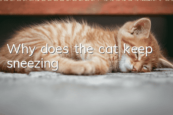 Why does the cat keep sneezing?
