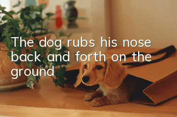 The dog rubs his nose back and forth on the ground