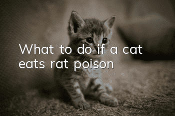 What to do if a cat eats rat poison