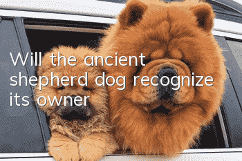 Will the ancient shepherd dog recognize its owner?