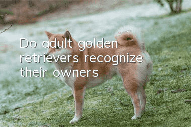 Do adult golden retrievers recognize their owners?