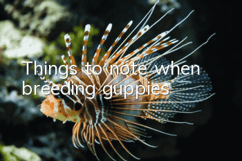 Things to note when breeding guppies