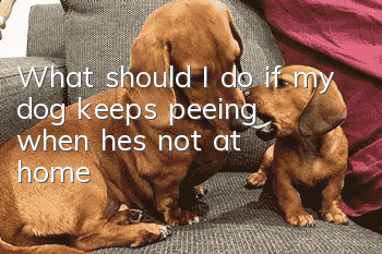 What should I do if my dog keeps peeing when he's not at home?