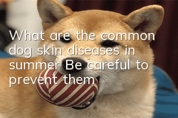 What are the common dog skin diseases in summer? Be careful to prevent them!