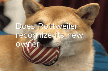 Does Rottweiler recognize its new owner?