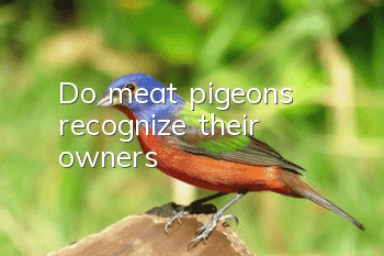 Do meat pigeons recognize their owners?