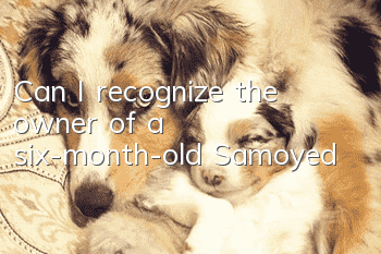 Can I recognize the owner of a six-month-old Samoyed?