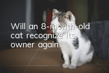 Will an 8-month-old cat recognize its owner again?