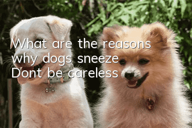 What are the reasons why dogs sneeze? Don’t be careless!
