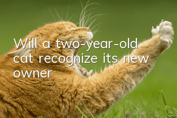 Will a two-year-old cat recognize its new owner?