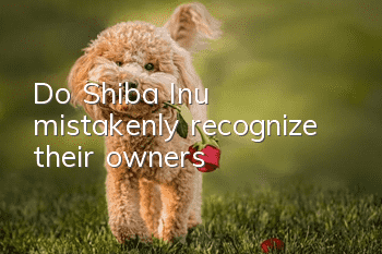 Do Shiba Inu mistakenly recognize their owners?