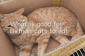 What is good for Birman cats to eat?