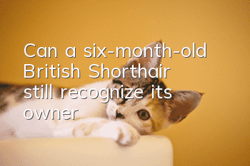 Can a six-month-old British Shorthair still recognize its owner?