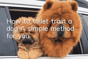 How to toilet train a dog? A simple method for you!