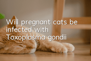 Will pregnant cats be infected with Toxoplasma gondii?