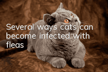 Several ways cats can become infected with fleas