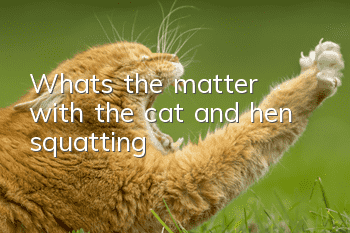 What's the matter with the cat and hen squatting?