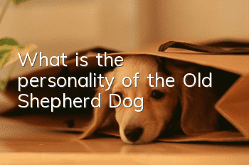 What is the personality of the Old Shepherd Dog?