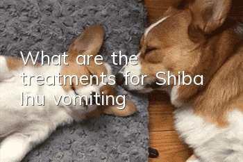 What are the treatments for Shiba Inu vomiting?