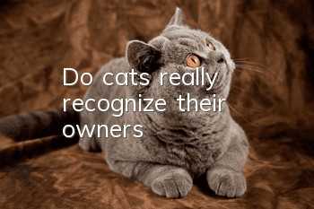 Do cats really recognize their owners?
